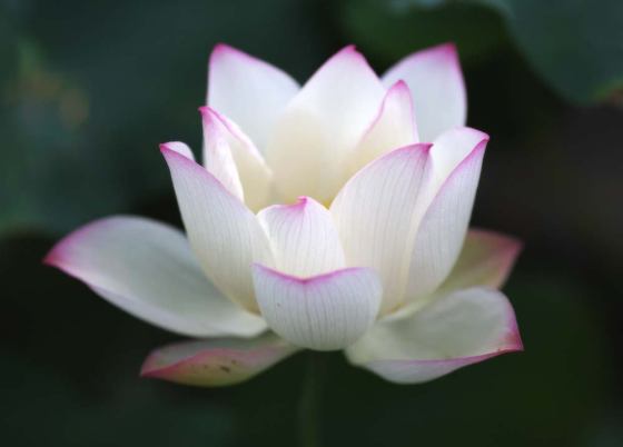 flor-de-lotos