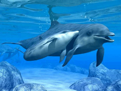 delfines-a