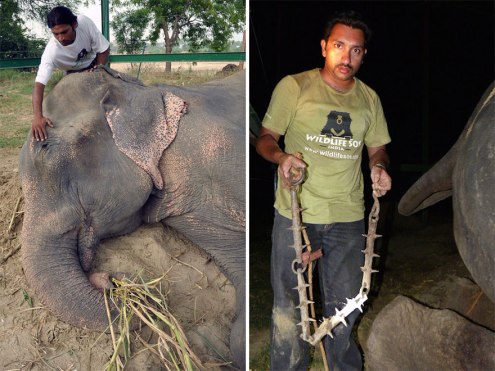 crying-elephant-raju-rescued-chained-50-years-8 (1)